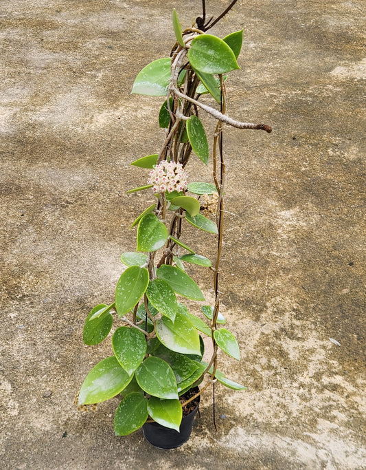 Hoya Parasitica Heart Leaf Splash plant with distinctive heart-shaped green leaves, displayed on a concrete surface.