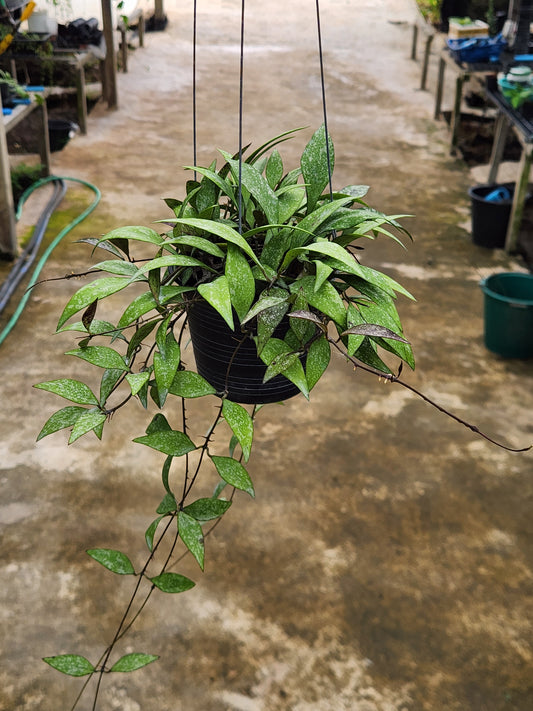 Hoya Parviflora in a pot, showcasing its lush green leaves, representing the typical size of the plant available for purchase.