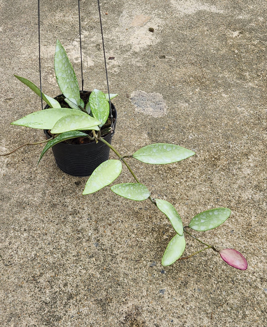 Alt text: Hoya Snow Cui Silver plant in a pot, showcasing its lush, green leaves. Representative of the size plant you can expect to receive.