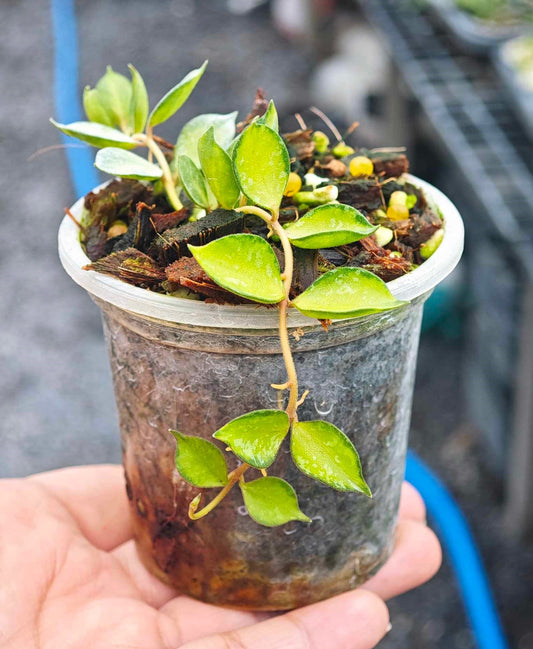 Hoya Curtisii Variegated plant in a pot, held by a hand, showcasing its small, tear-shaped leaves with light green variegation and trailing vines.