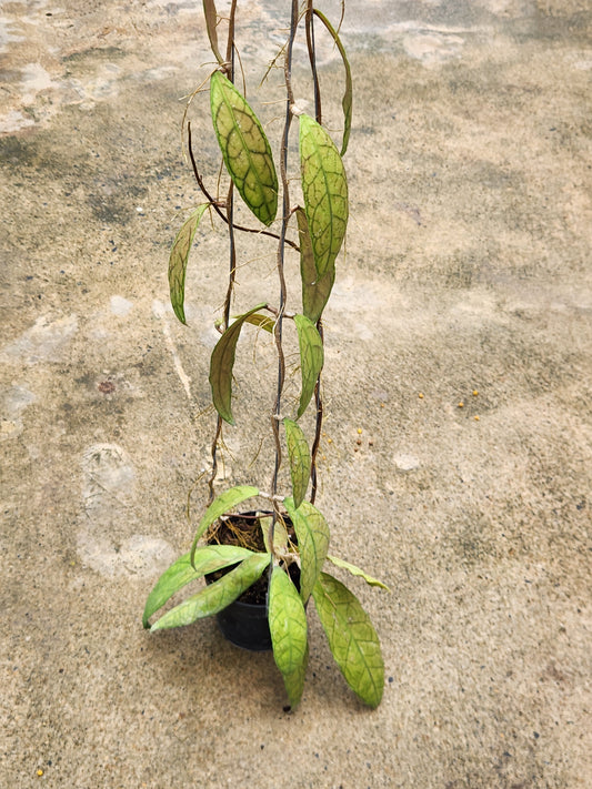 Hoya Finlaysonii Surkirin plant in a pot, showcasing its distinctive leaves and stems, ideal for collectors seeking rare, variegated aroids.