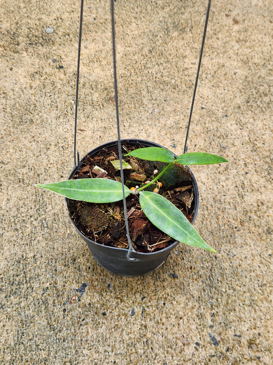 Hoya Acuminata plant in a pot, showcasing its lush foliage ideal for houseplant enthusiasts seeking rare, variegated aroids.