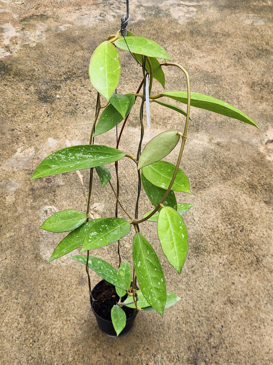 Hoya Acuta Splash in a pot, showcasing lush, green leaves with a unique variegated pattern, ideal for collectors of rare aroids.