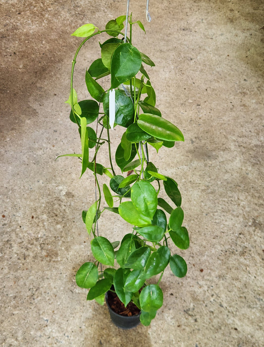 Hoya aff. Lauterbachii in a pot with lush green leaves, showcasing a close-up of its intricate leaf patterns. Part of a rare, variegated aroid collection.