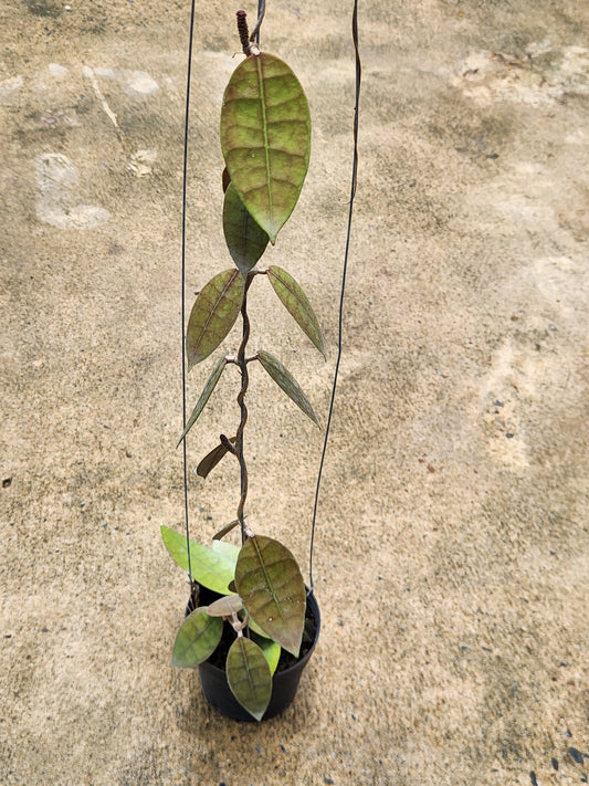 Hoya aff. Lambii (Indonesia) plant in a pot, showcasing lush leaves, part of a collection of rare, variegated aroids available for purchase.