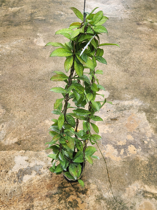 Hoya Crassipetiolata Splash plant in a pot, showcasing lush green leaves with unique variegated patterns on a concrete surface.