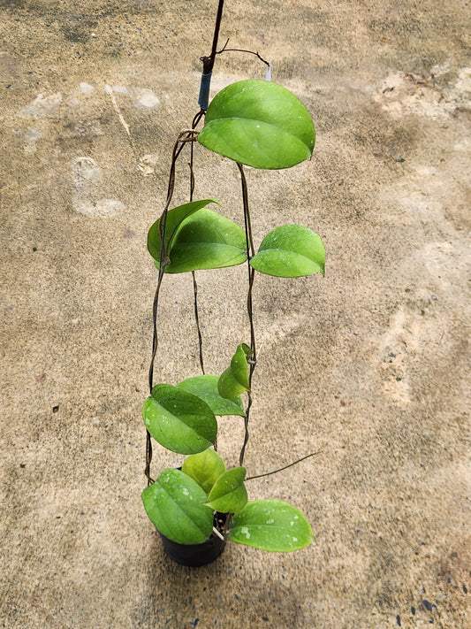 Hoya Erythrina Round Leaves plant shown with thick, round foliage growing from a rope, highlighting its unique growth pattern and texture.