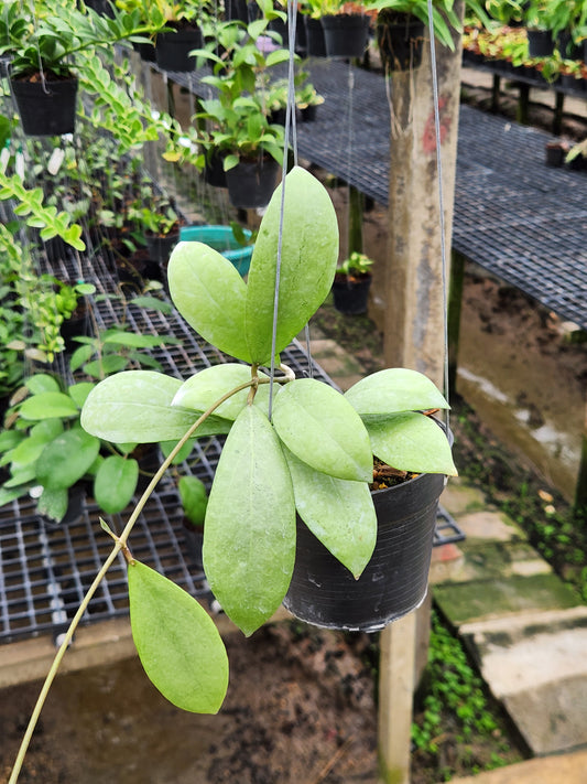 Hoya Erythrostemma Silver plant in a pot, showcasing close-up views of its unique leaves, ideal for rare, variegated aroid enthusiasts.