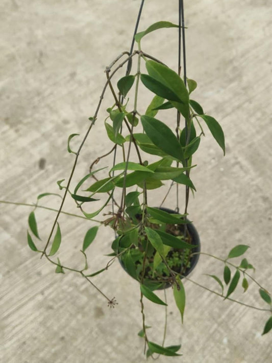 Hoya Exitis plant in a pot with lush green leaves and visible stems, ideal for collectors of rare variegated aroids.