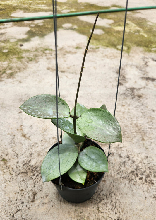 Hoya Parasitica Heart Leaf Silver in a pot, showcasing its lush, heart-shaped leaves.