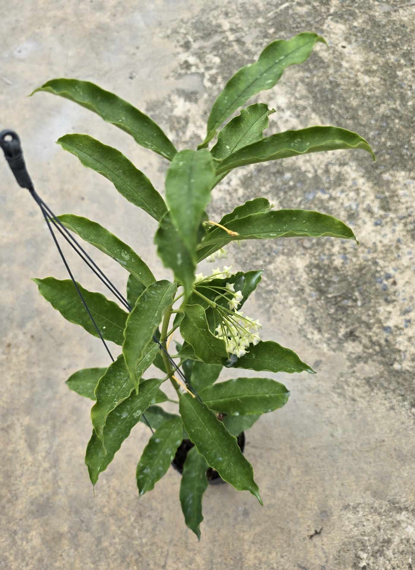 Alt text: Close-up of a Hoya Lockii plant with green leaves and white flowers.