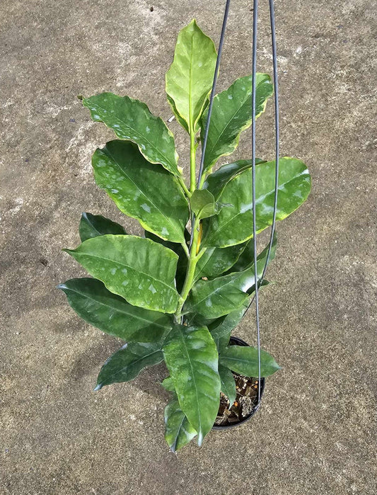 Hoya Multiflora Albomarginata in a pot, showcasing green leaves with detailed close-ups of foliage.