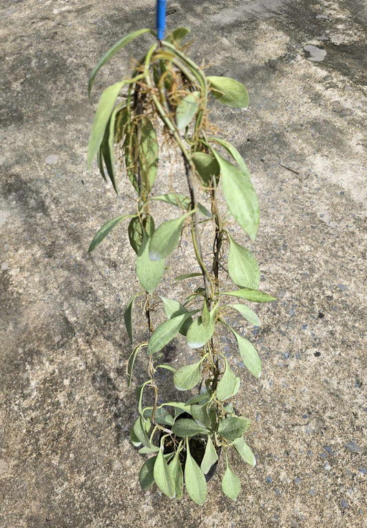 Alt text: Close-up of Hoya New Guinea Ghost plant with several detailed green leaves, showcasing its typical growth pattern.