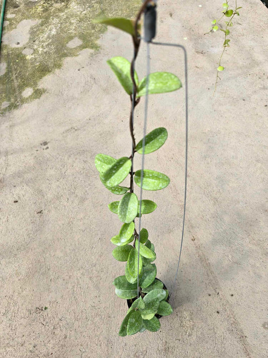 Alt text: Close-up of a Hoya Nova Ghost plant emerging from soil, showcasing its lush leaves and compact growth.