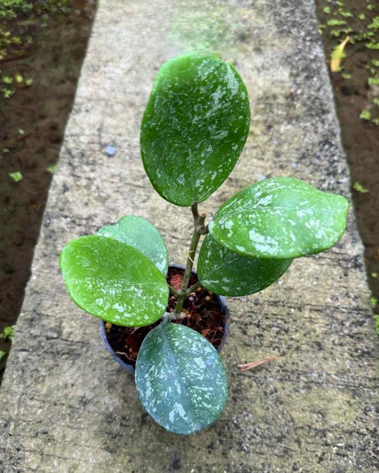 Alt text: Hoya Obovata Splash plant in a pot with close-up views of its green leaves.