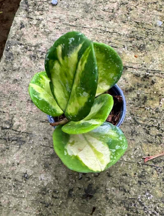 Hoya Obovata Variegated Splash: A green leafy plant with white veins in a pot, showcasing its lush foliage and unique variegation.