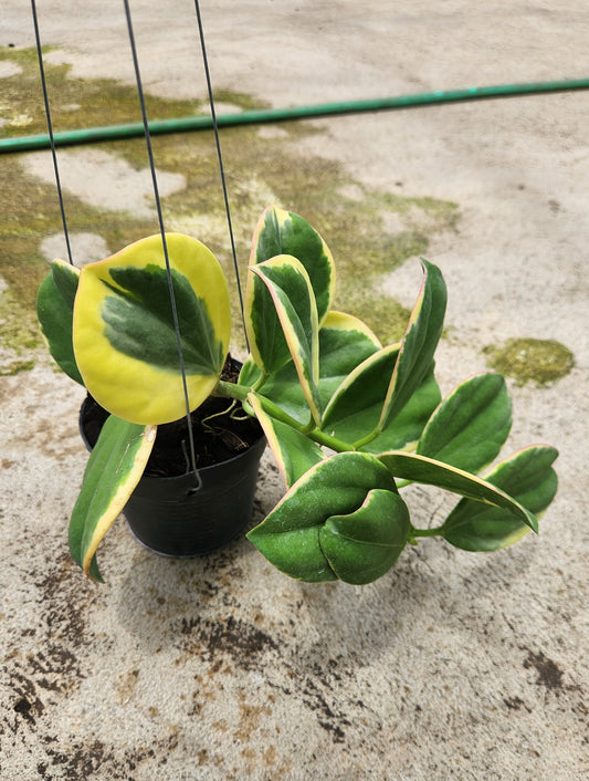 Hoya Subquintuplinervis (Pachcylada) Round Leaf Albomarginata in a pot, showcasing its distinctive round leaves.