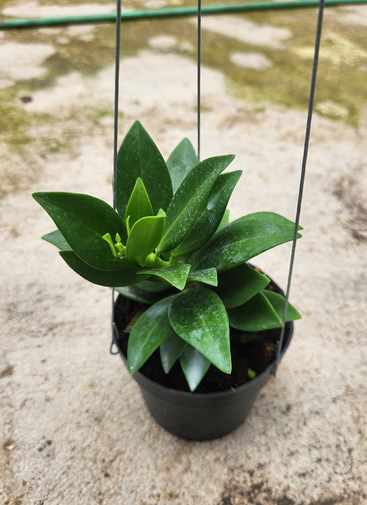 Potted Hoya Subquintuplinervis (Pachcylada) Snow Lotus plant with lush green leaves in a flowerpot.