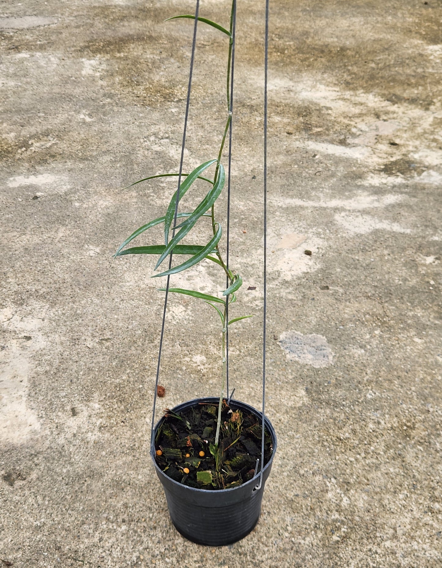 Hoya Yvesrocheri aff Steniohylla NS08030, a houseplant in a flowerpot, shown with surrounding plants and a cement floor.