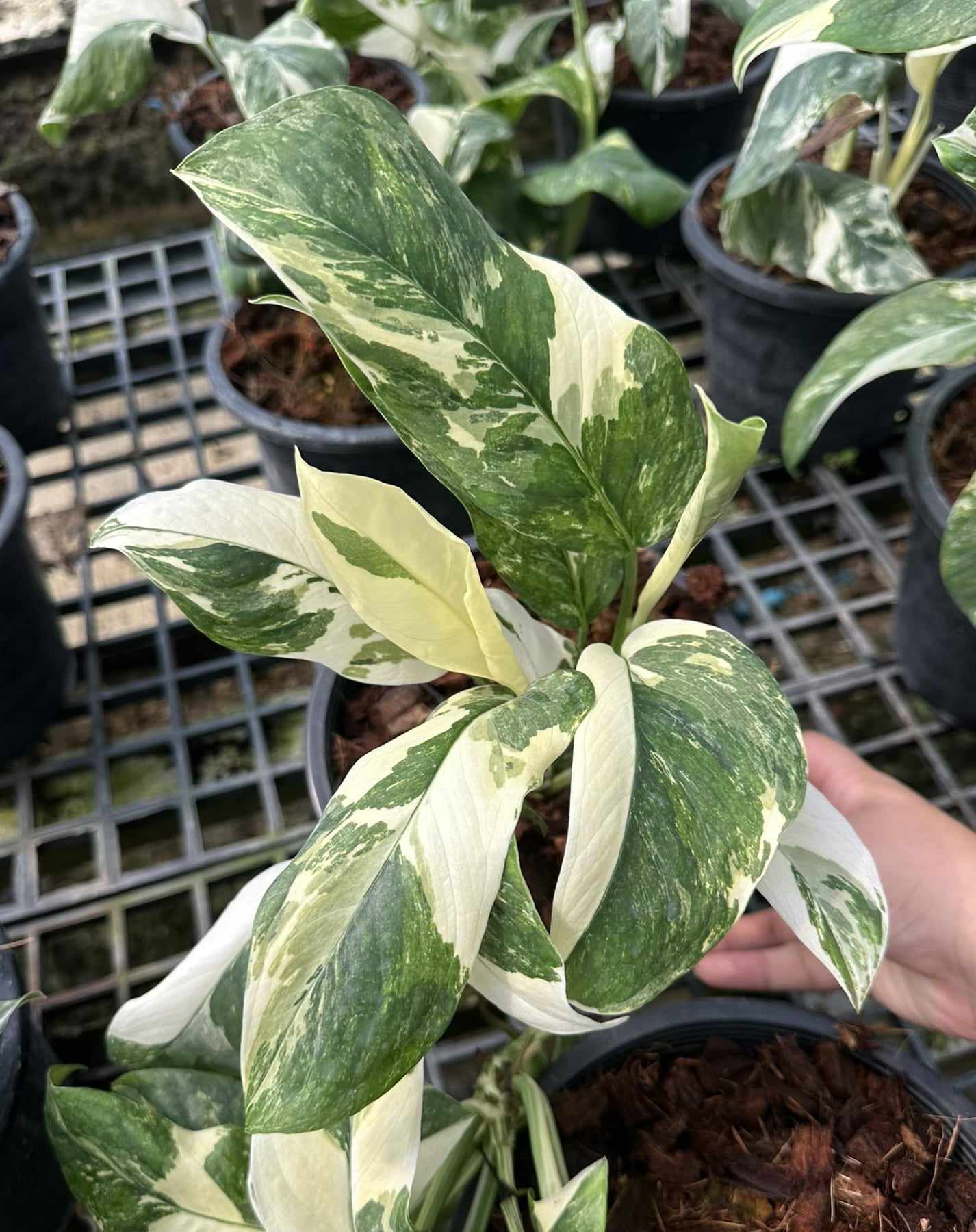 Alt text: Variegated Monstera Lechleriana in a pot with distinctive fenestrated leaves, ideal for indoor and outdoor spaces.