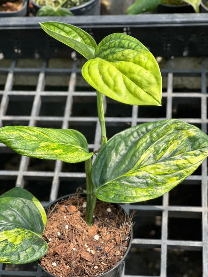 Monstera Peru Variegated in a pot, showcasing its distinctive fenestrated leaves, ideal for indoor and outdoor decor, suitable for all plant enthusiasts.