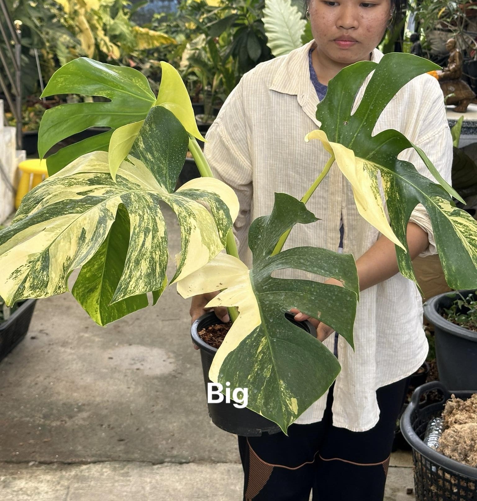 A woman holding a Monstera Borsigiana Aurea Variegated plant with its distinctive fenestrated leaves.