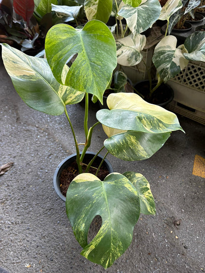 A Monstera Borsigiana Aurea Variegated plant in a pot, showcasing large, fenestrated leaves, ideal for indoor and outdoor decor.