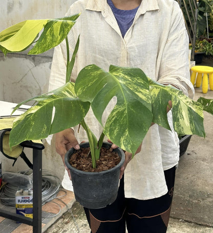 A person holding a potted Monstera Borsigiana Aurea Variegated with distinct fenestrated leaves, showcasing the plant's lush and vibrant foliage.