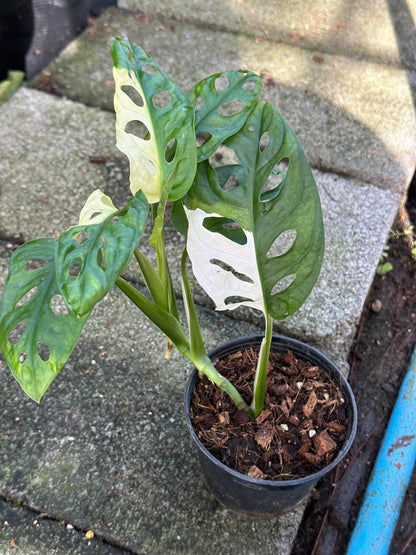 Monstera Adansonii Albo Variegated in a pot, showcasing distinct fenestrated leaves. Ideal for indoor/outdoor spaces, this plant thrives in moderate light and regular watering.