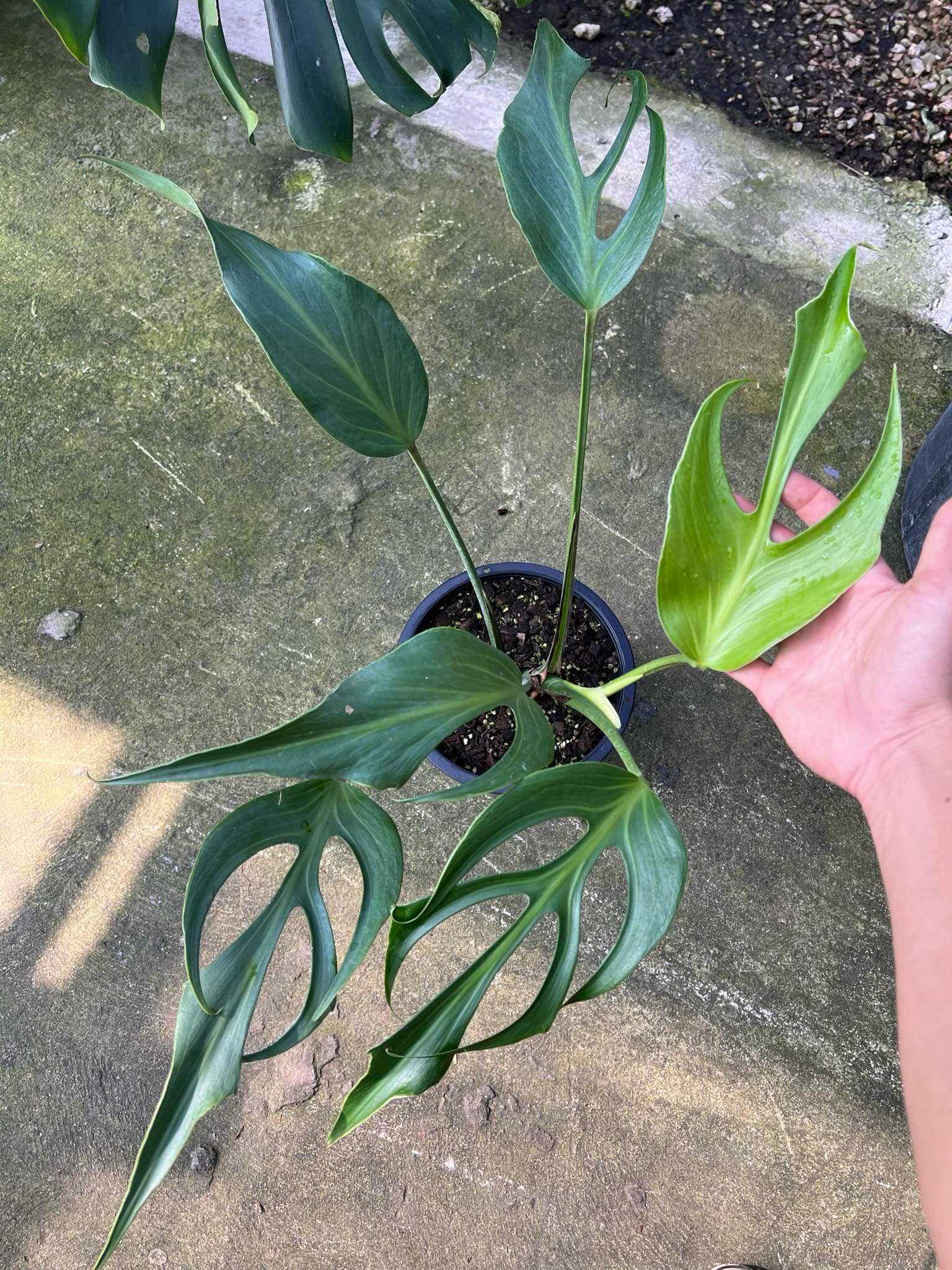 Monstera Burle Marx Flame in a pot, featuring iconic full leaves with fenestrations, perfect for enhancing indoor and outdoor spaces.