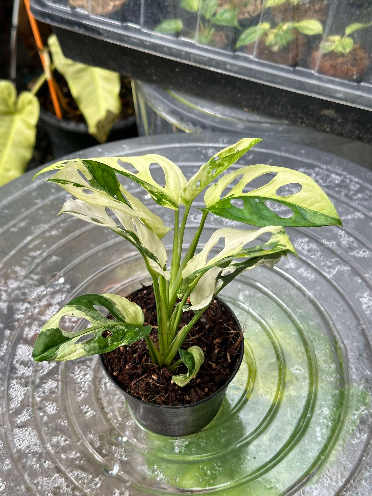 Monstera Adansonii Albo Variegated plant in a pot, showcasing its distinct white variegated leaf patterns and iconic oval perforations. Ideal for indoor climbing or hanging displays.