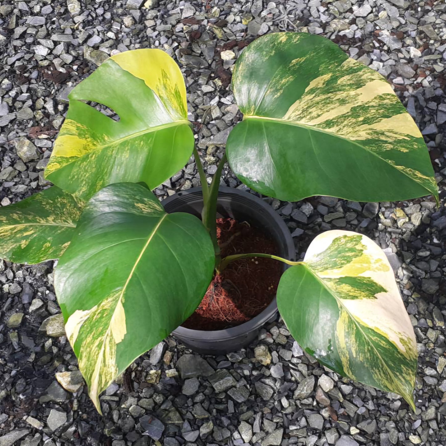 Monstera Borsigiana Aurea Variegated plant in a pot, featuring green leaves with golden-yellow variegation and intricate fenestrations.