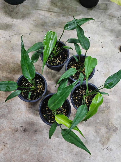 Monstera Burle Marx Flame in a pot, featuring its distinctive narrow, widely spaced leaflets, ideal for collectors of rare houseplants.