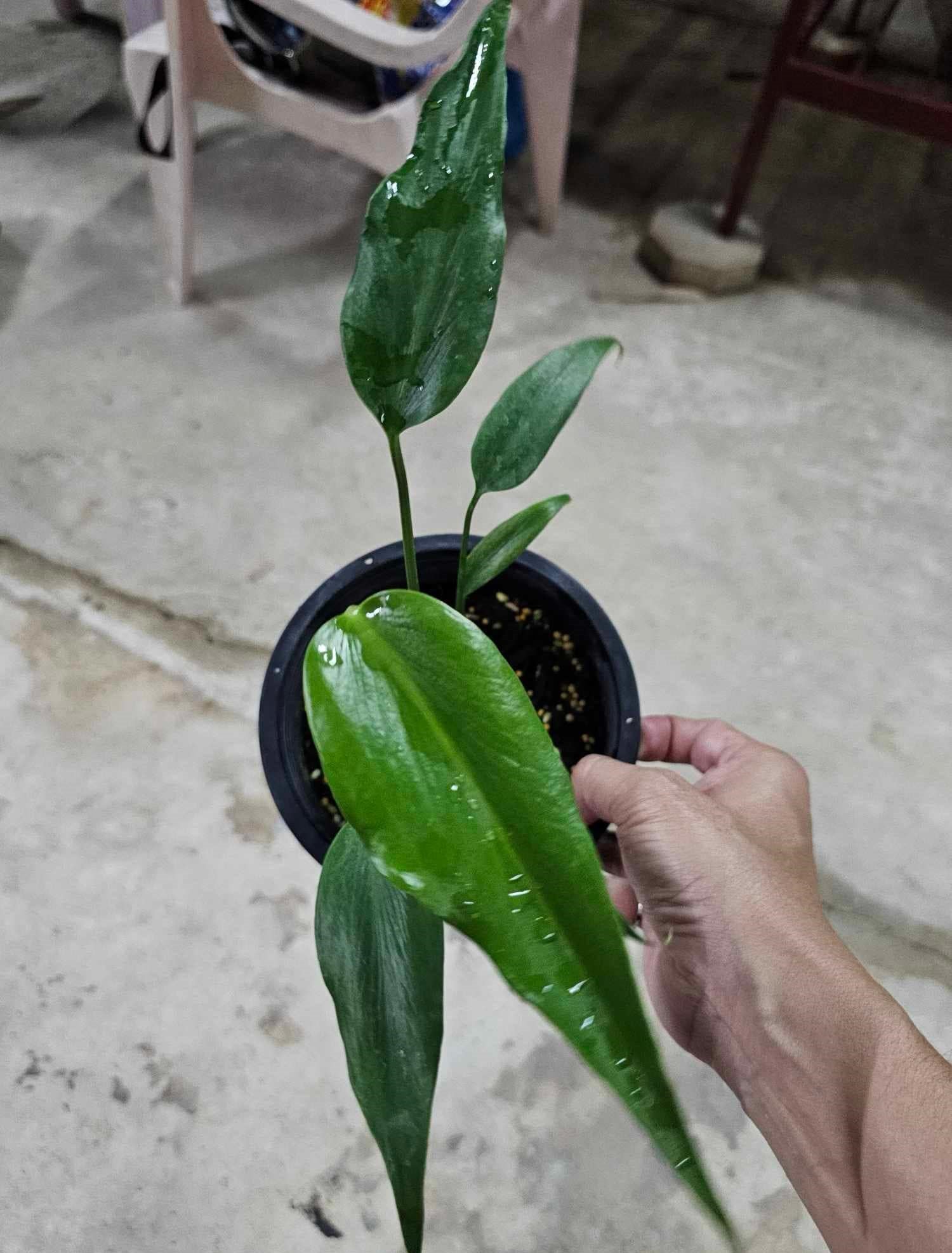 Hand holding a Monstera Burle Marx Flame, showcasing its unique flame-shaped, deeply pinnatifid leaves, distinguishing it from other Monstera varieties.