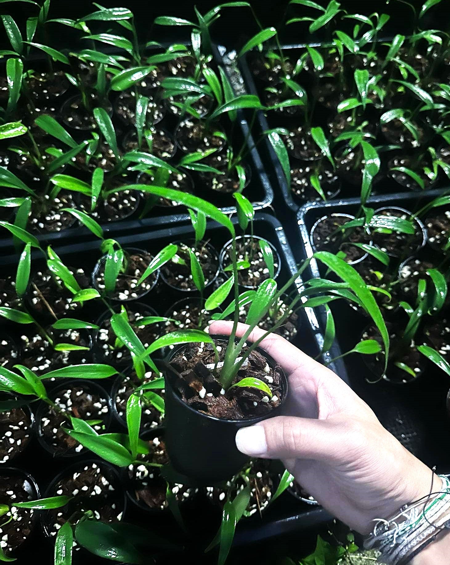 Hand holding a Monstera Burle Marx Flame in a pot, showcasing its unique narrow, widely spaced leaflets, distinct from typical Monstera varieties.