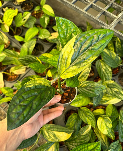 Hand holding Monstera Peru Variegated, showcasing its thick, bumpy leaves with splashy variegated patterns, ideal for compact indoor gardens.