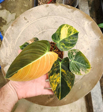 Philodendron Melanochrysum Orange Variegated plant held by a hand, showcasing its velvety leaves with striking yellow veins and light orange variegation.