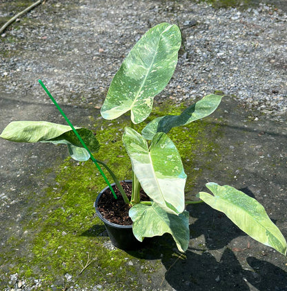 Philodendron Jose Buono in a pot, showcasing lush, green leaves with varied textures, ideal for indoor spaces with indirect sunlight.