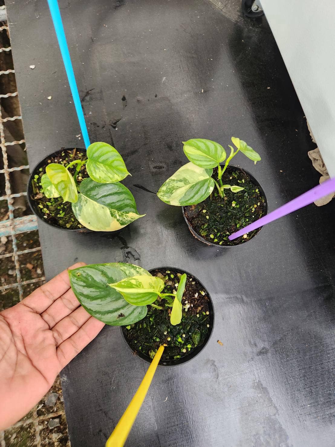 Philodendron Brandtianium Variegated in a pot with a hand holding its vibrant green and yellow leaves, showcasing its unique variegation and climbing potential.