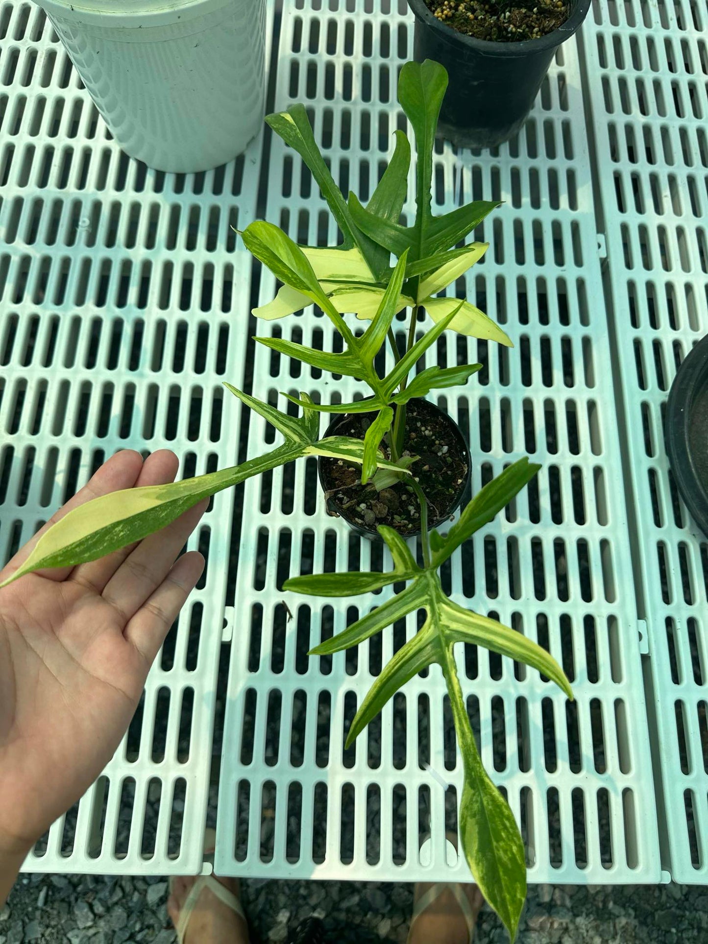 Philodendron Florida Beauty x Polypoides Variegated held by a hand, showcasing its distinctive leaves, available for wholesale in rare, variegated aroid collection.