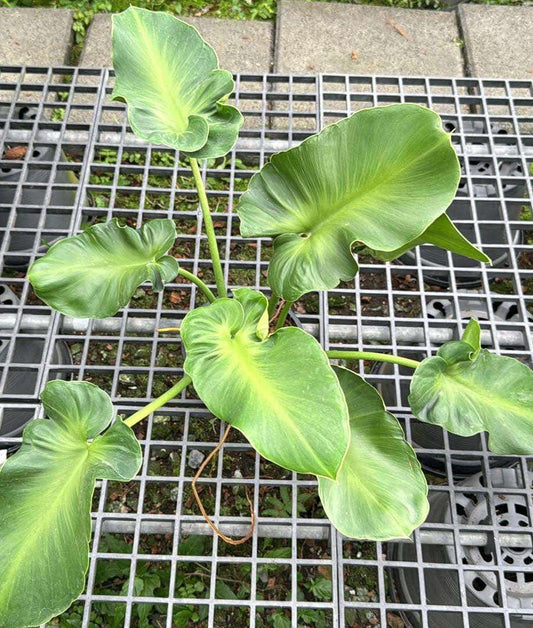 Philodendron Rugosum plant growing through a metal grid, showcasing its textured leaves and unique foliage structure, ideal for rare aroid enthusiasts.