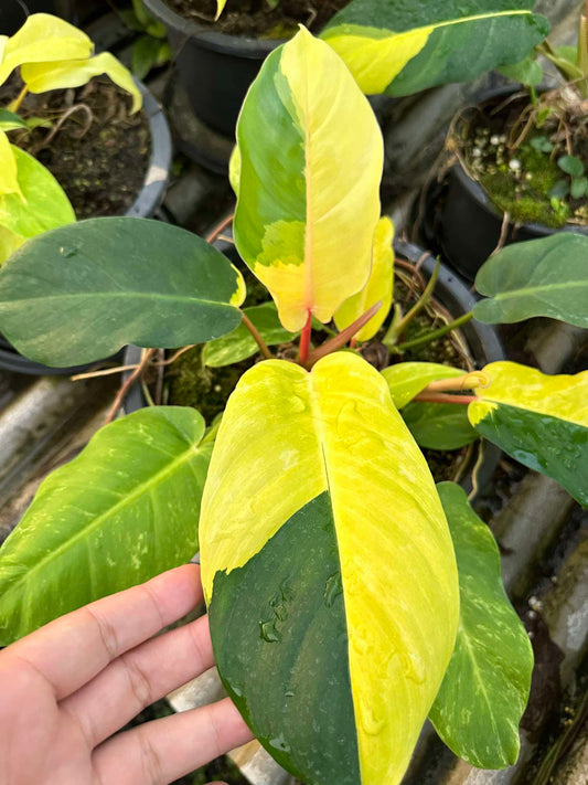 A hand holds a Philodendron Jungle Fever Variegated leaf, showcasing its unique variegation, perfect for plant enthusiasts seeking rare aroid varieties.