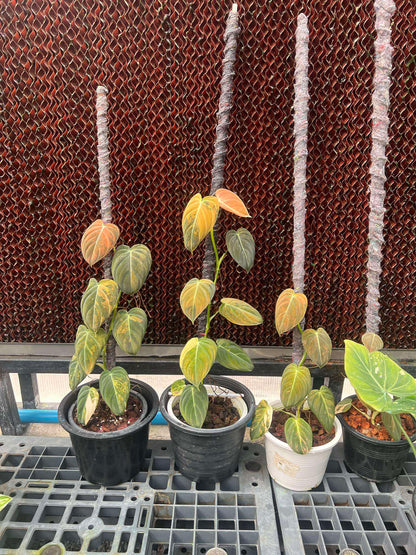 Philodendron Melanochrysum Orange Variegated in a pot, showcasing velvety leaves with dark green and light orange sections, ideal for indoor climbing.