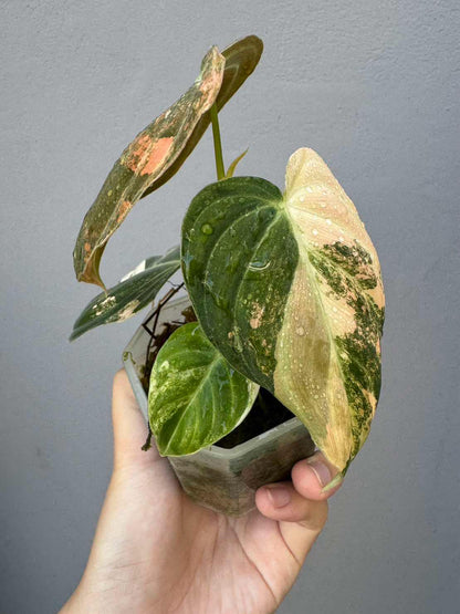 Hand holding a Philodendron Melanochrysum Orange Variegated plant, showcasing its velvety leaves with striking orange variegation and yellow veins.