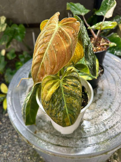 Philodendron Melanochrysum Orange Variegated in a pot, showcasing its rare variegated leaves with striking green, bronze, and orange sections, ideal for collectors.