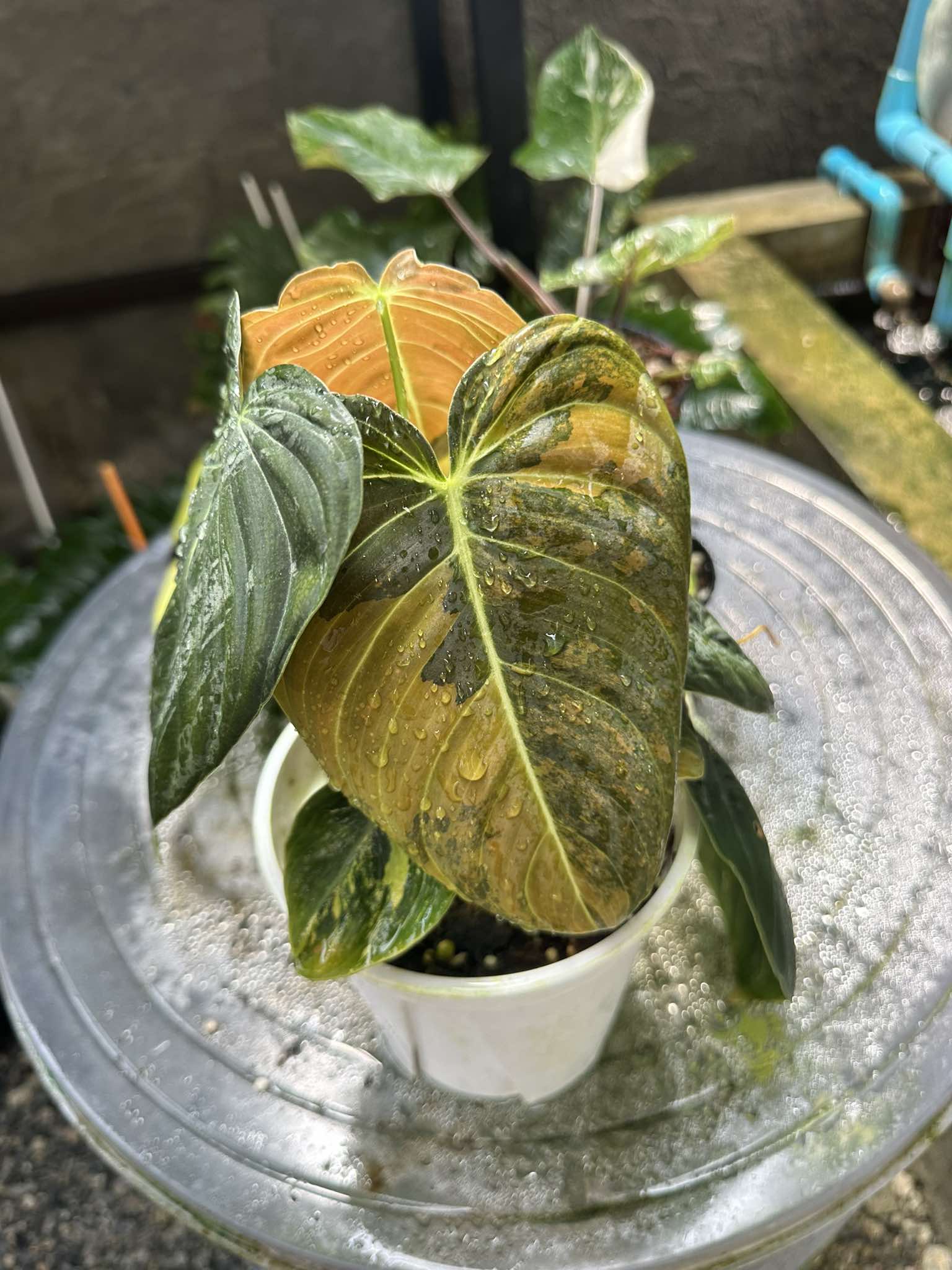 Philodendron Melanochrysum Orange Variegated in pot, showcasing its large, velvety leaves with distinctive variegation, ideal for plant collectors.