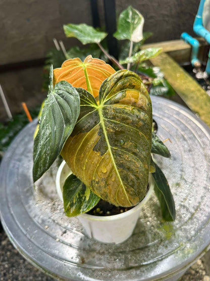 Philodendron Melanochrysum Orange Variegated in pot, showcasing its large, velvety leaves with distinctive variegation, ideal for plant collectors.