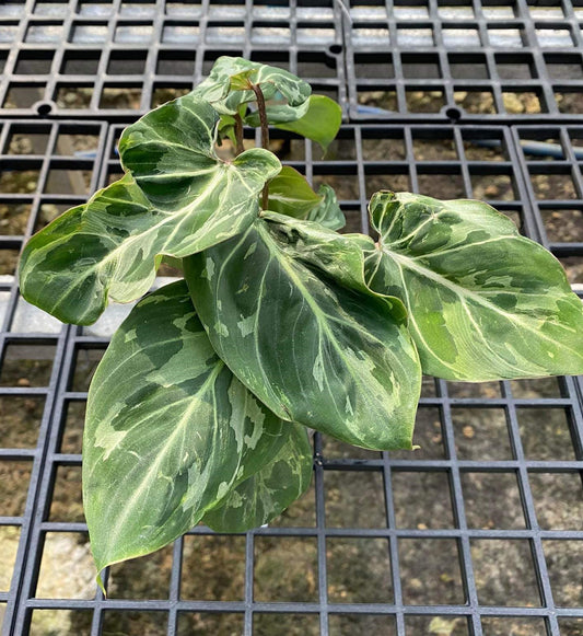 Philodendron Gloriosum Mutation 'Snow Leopard' with large leaves, displayed on a metal surface, showcasing its unique variegation pattern.