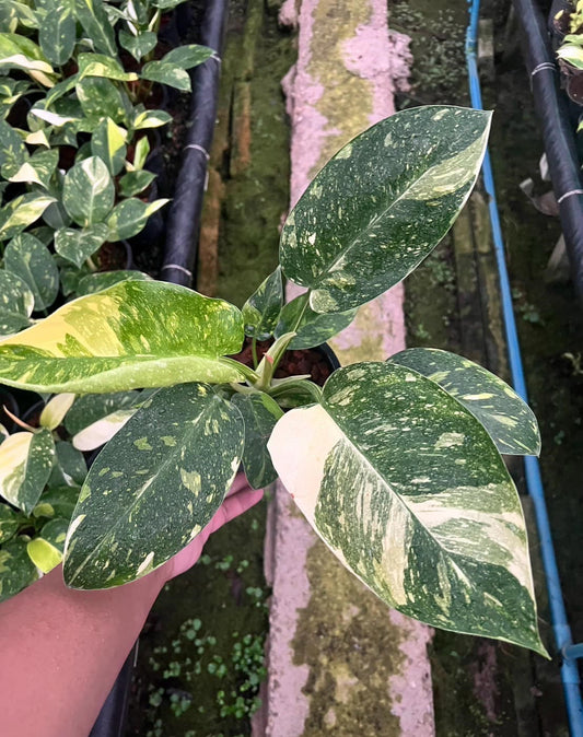 Hand holding Philodendron Green Congo Hybrid 'Nuclear' with large, glossy leaves showcasing distinctive variegation in marbled patterns.