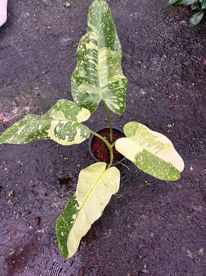 Philodendron Jose Buono in a pot, showcasing its large, variegated leaves with intricate patterns, highlighting its suitability as a decorative indoor plant.